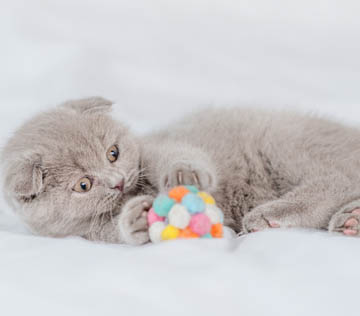 Worms in Kittens Causes Symptoms Treatment NexGard SPECTRA